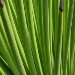 2017-03 New Zealand/Auckland Botanic Garden/DSC_0075.JPG